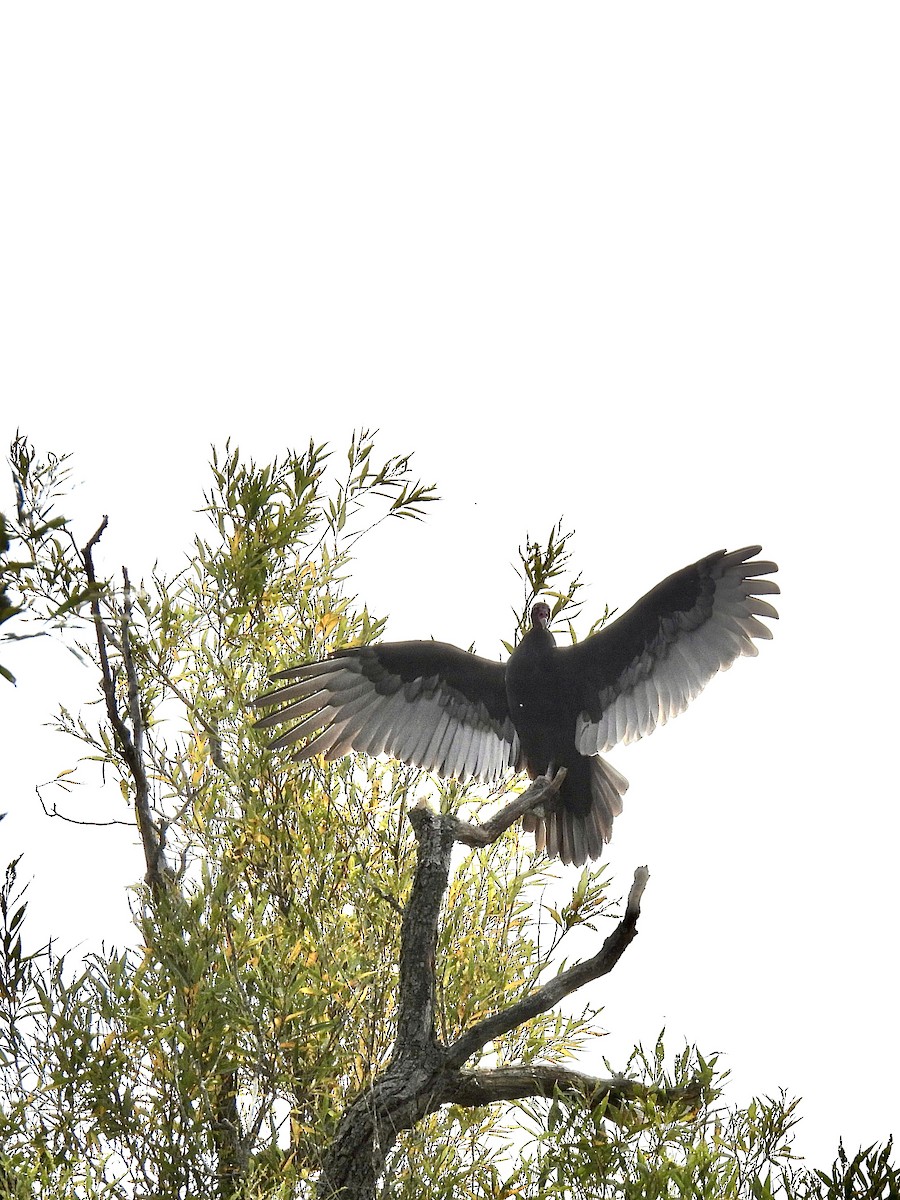 Turkey Vulture - ML643454419