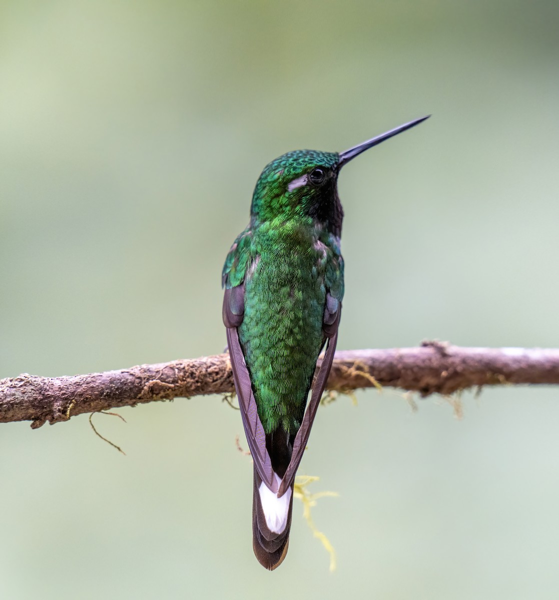 Purple-bibbed Whitetip - ML643454441