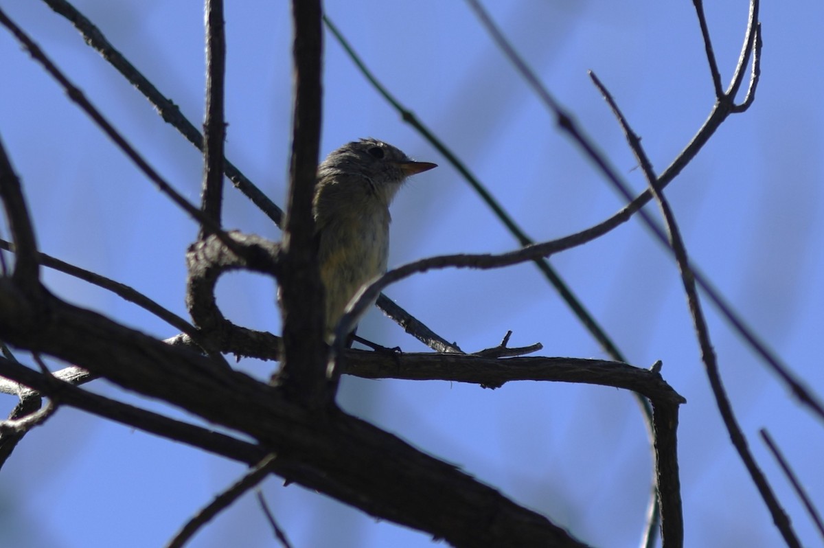 Gray Flycatcher - ML643454445