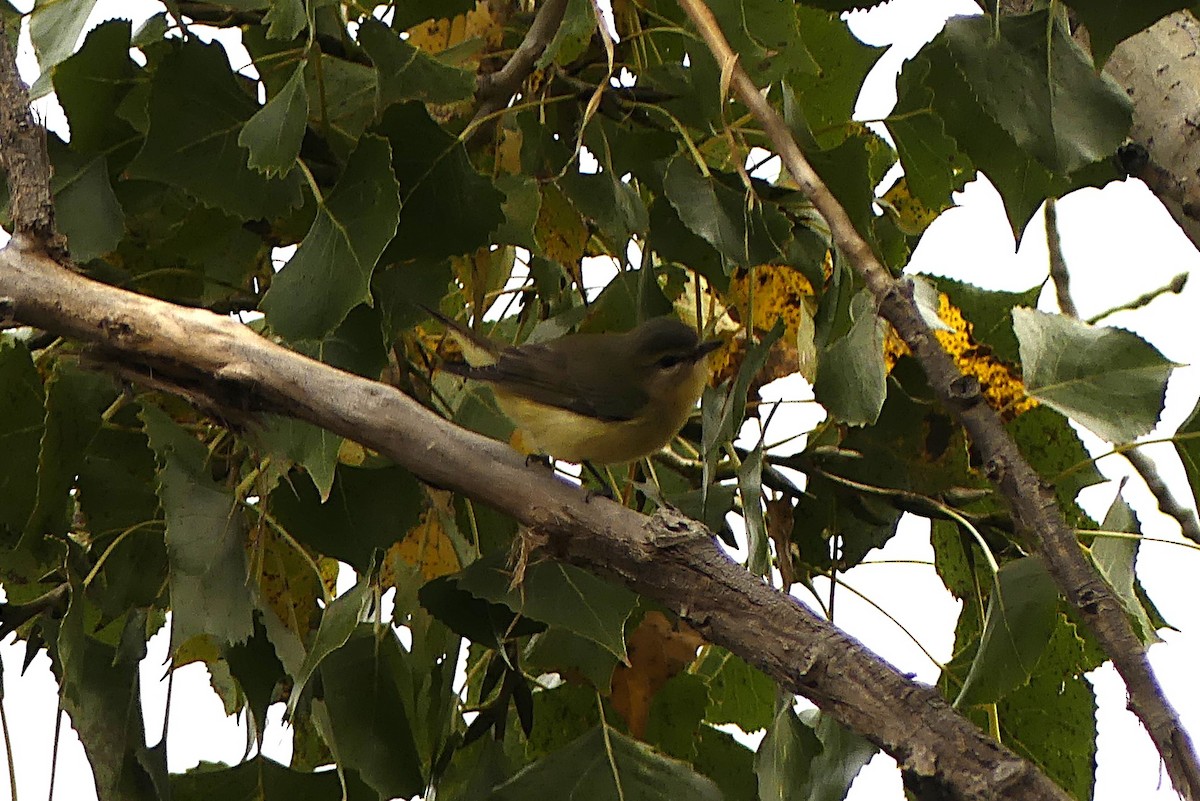 Bireo filadelfiarra - ML643454447