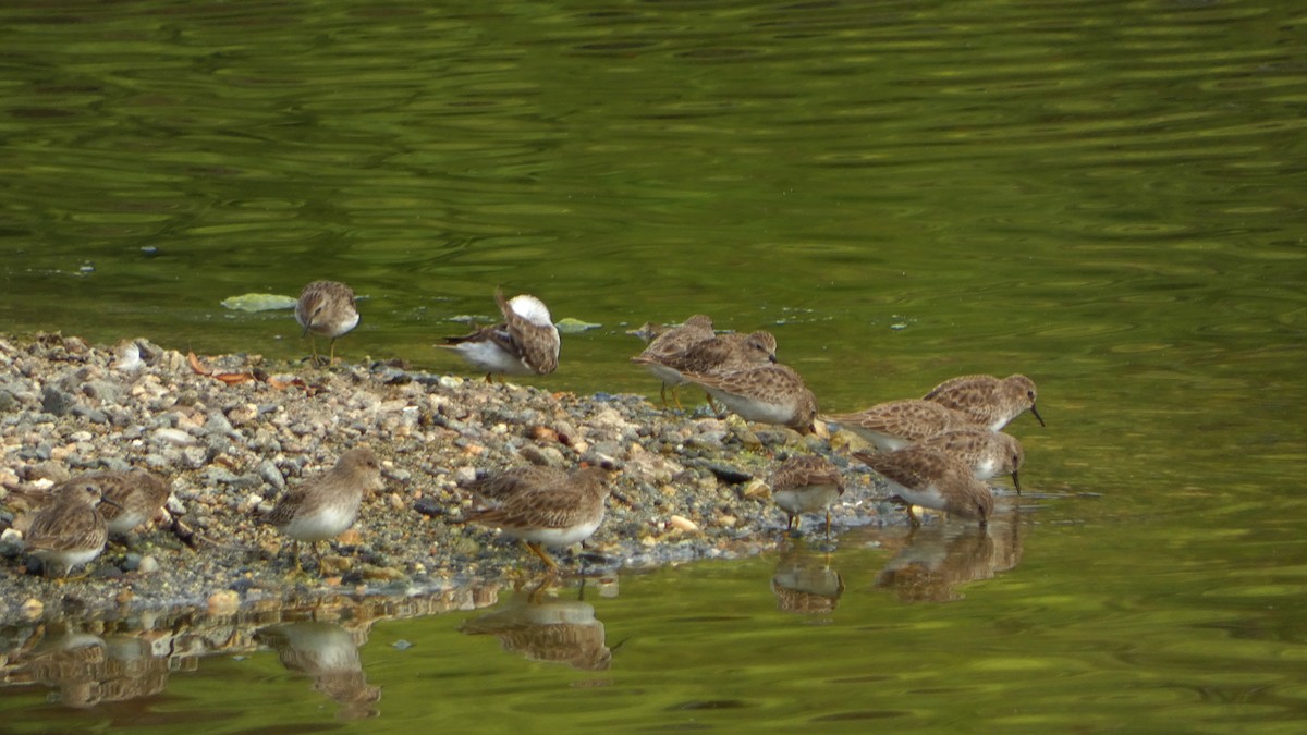 Least Sandpiper - ML643454449