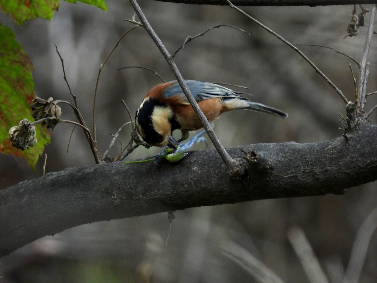 Varied Tit - ML643454450