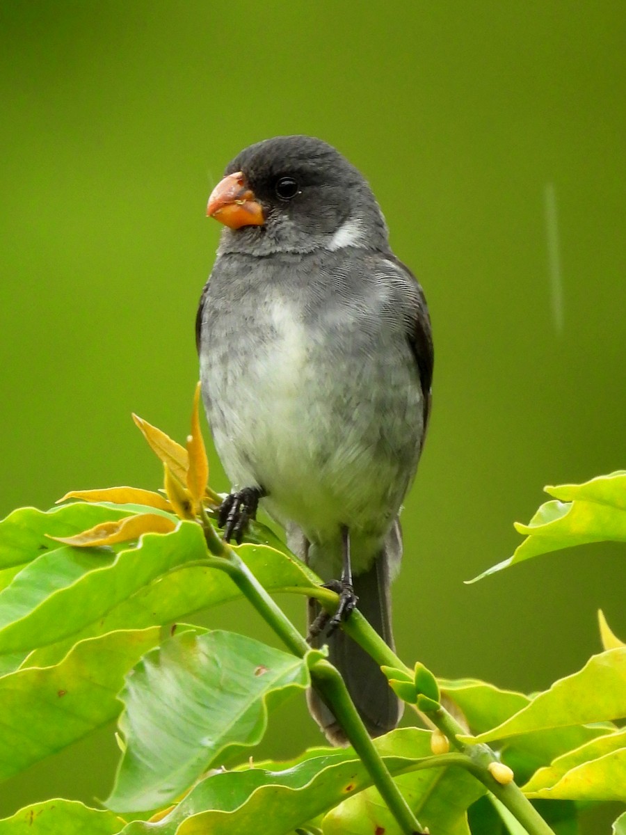 Gray Seedeater - ML643454460