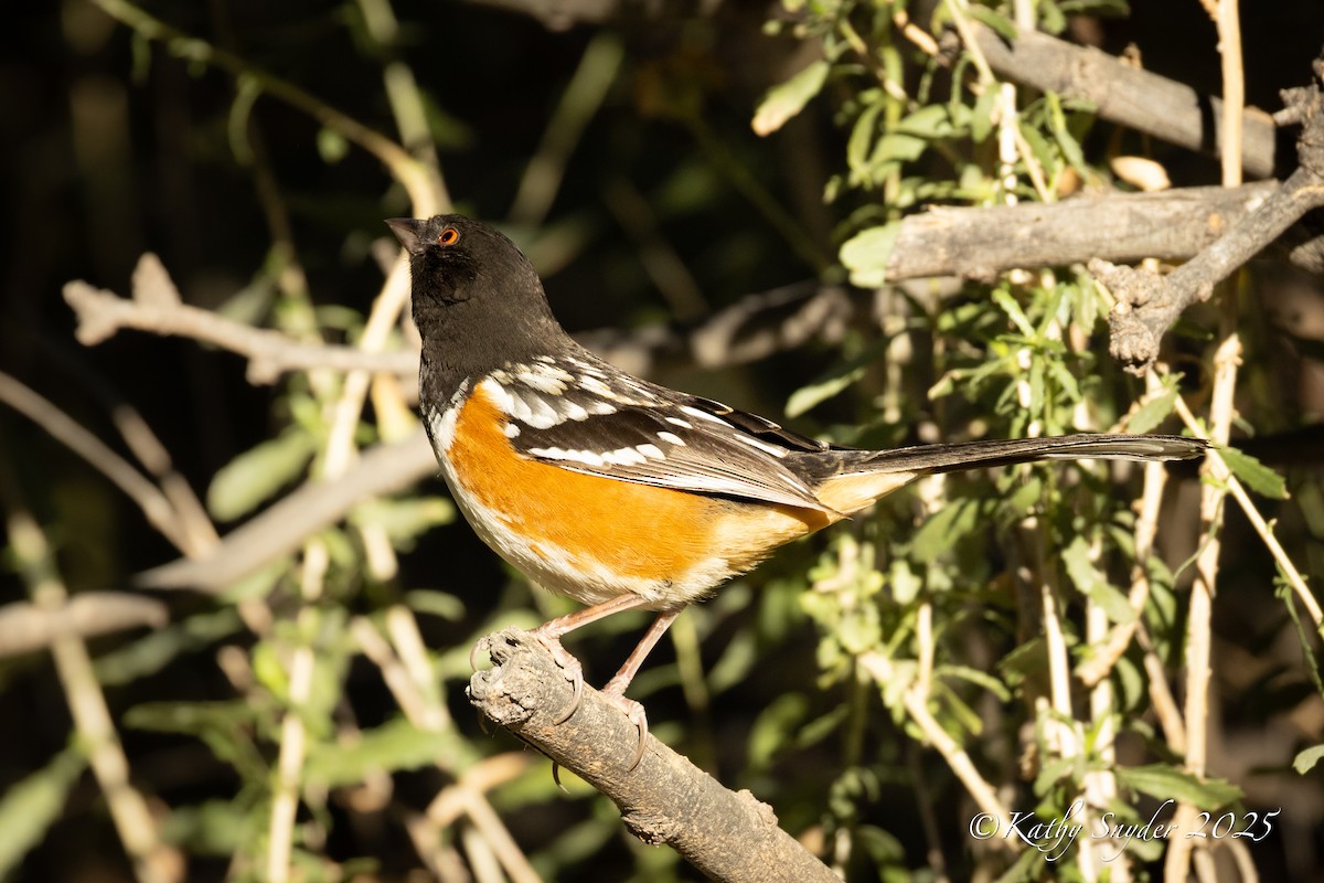 ホシワキアカトウヒチョウ - ML643454463