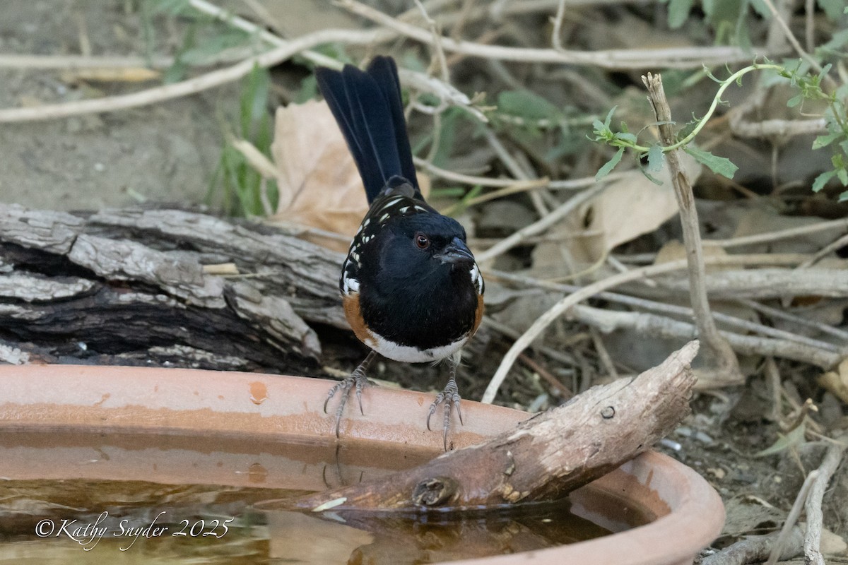 ホシワキアカトウヒチョウ - ML643454464