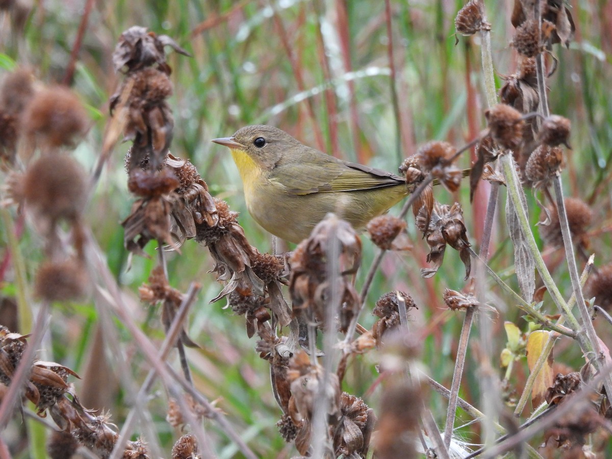 Common Yellowthroat - ML643454465