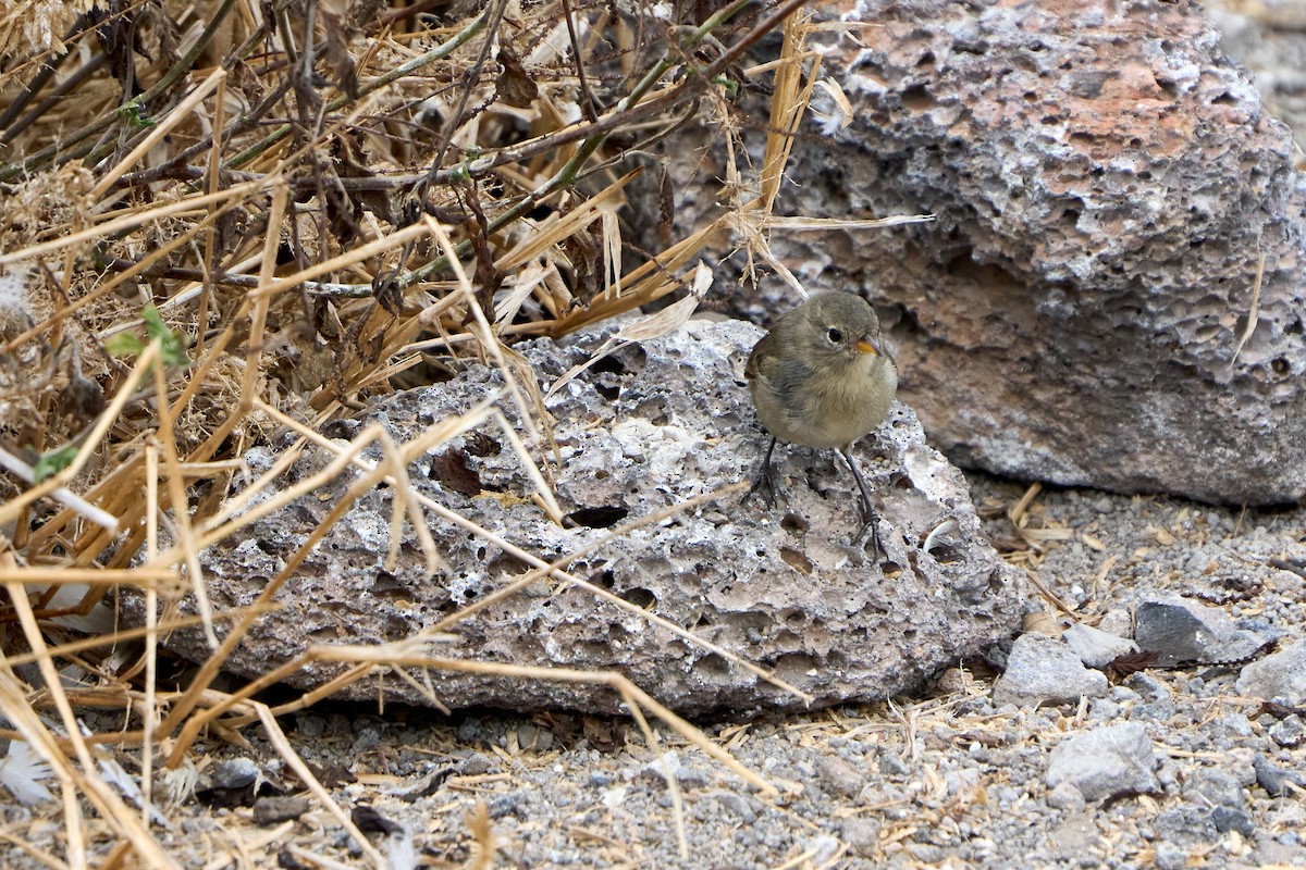 Gray Warbler-Finch - ML643454473
