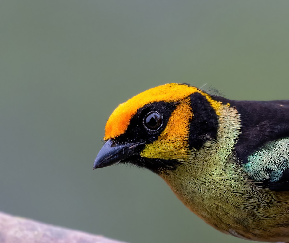 Flame-faced Tanager - ML643454475