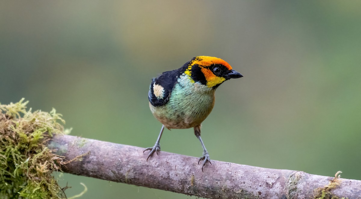 Flame-faced Tanager - ML643454476