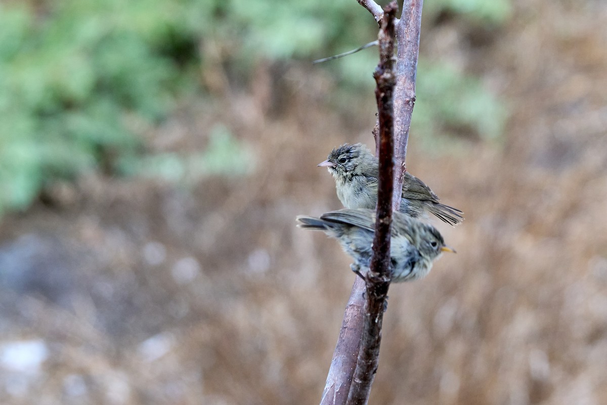Gray Warbler-Finch - ML643454477