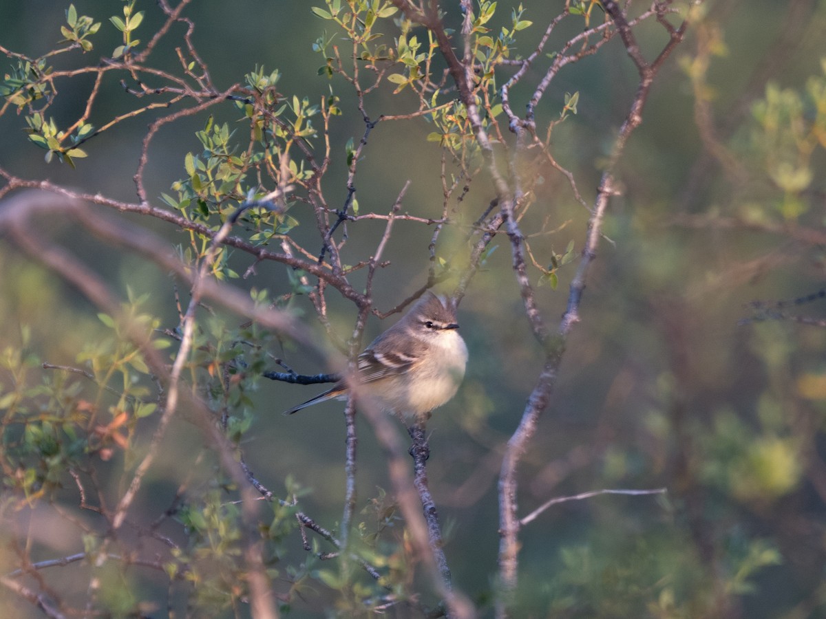Straneck's Tyrannulet - ML643454489