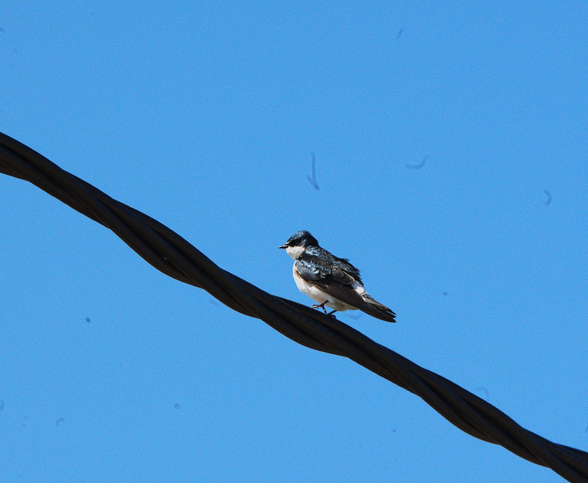 White-rumped Swallow - ML643454494