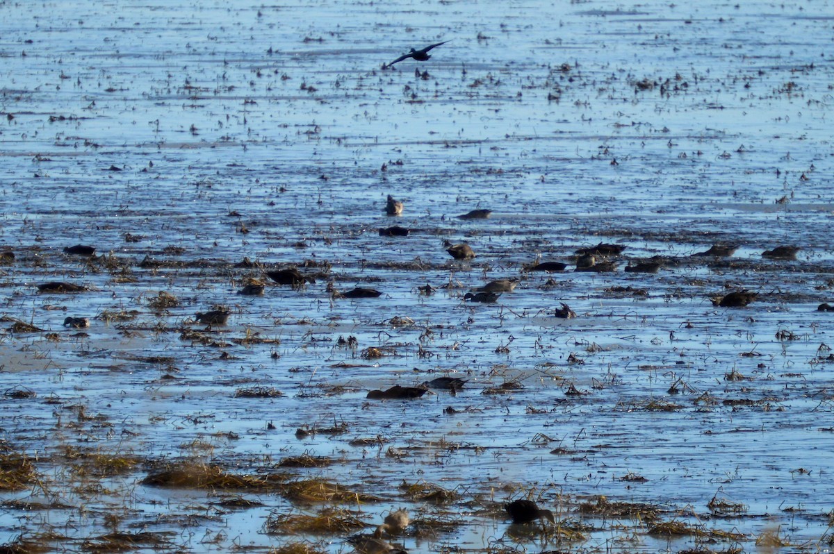 American Black Duck - ML643454500