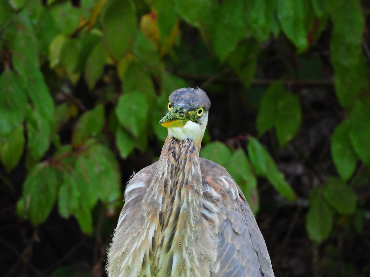 Great Blue Heron - ML643454513