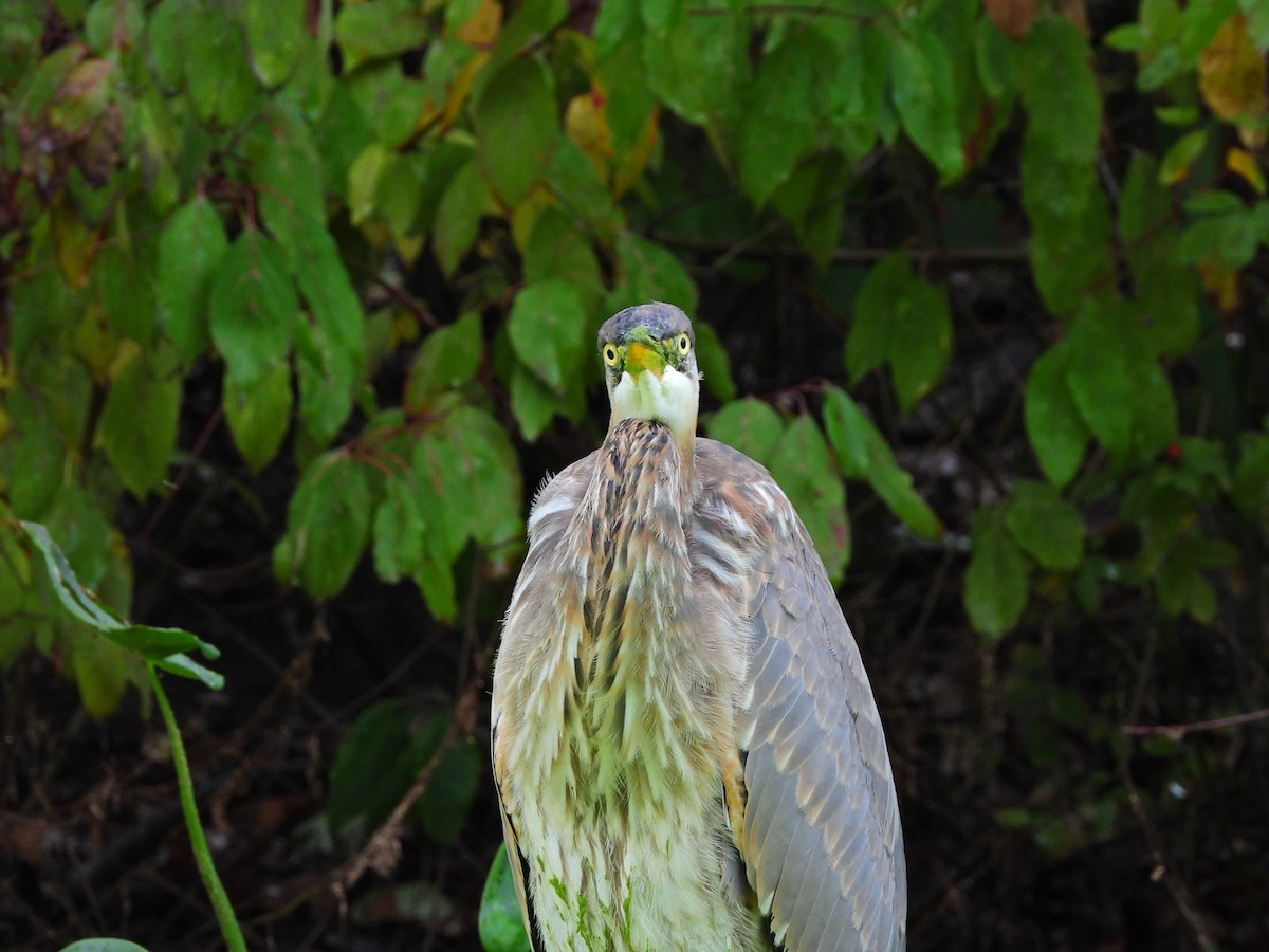 Great Blue Heron - ML643454514