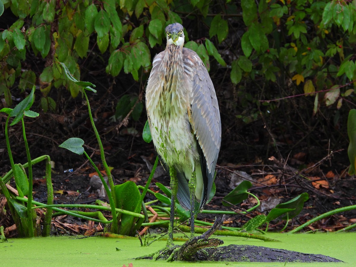 Great Blue Heron - ML643454515