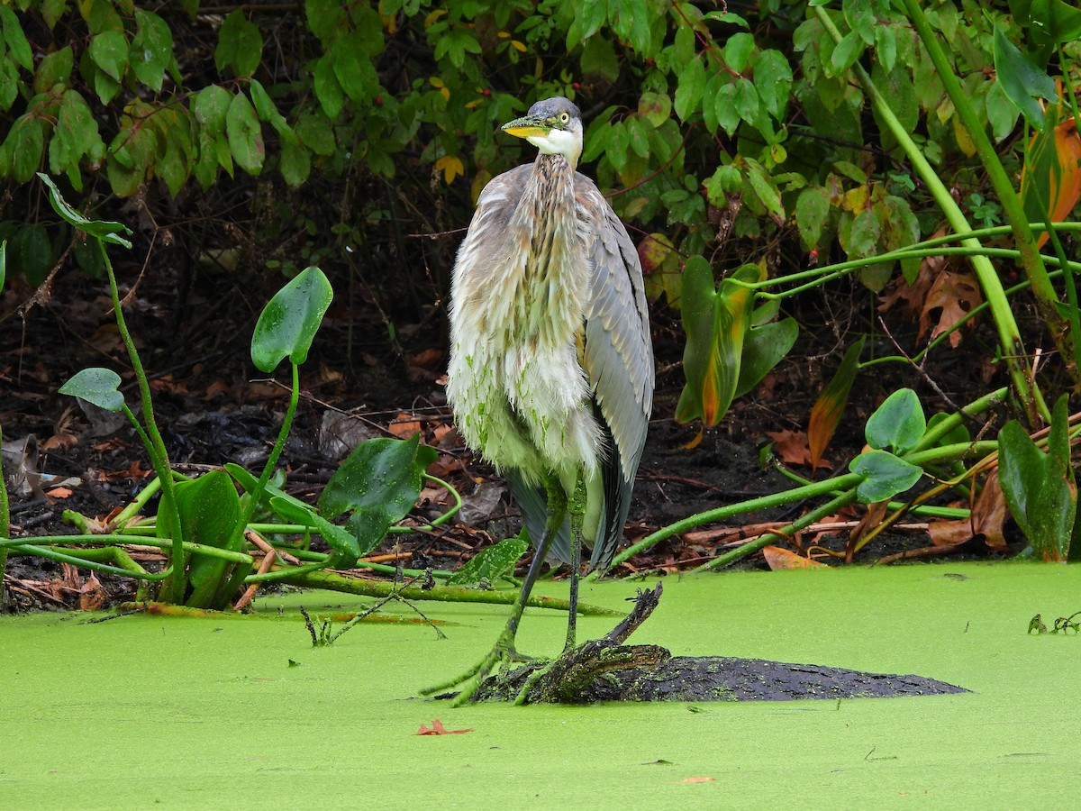 Great Blue Heron - ML643454516
