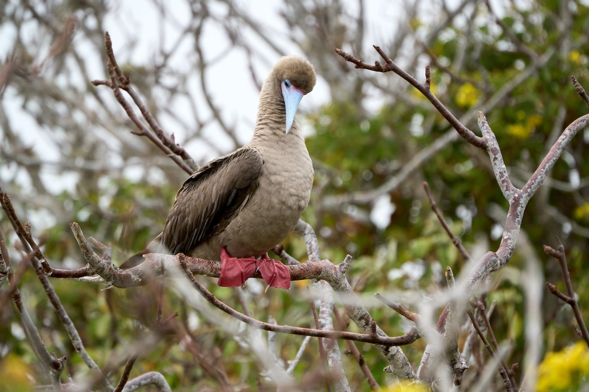 Red-footed Booby (Eastern Pacific) - ML643454527