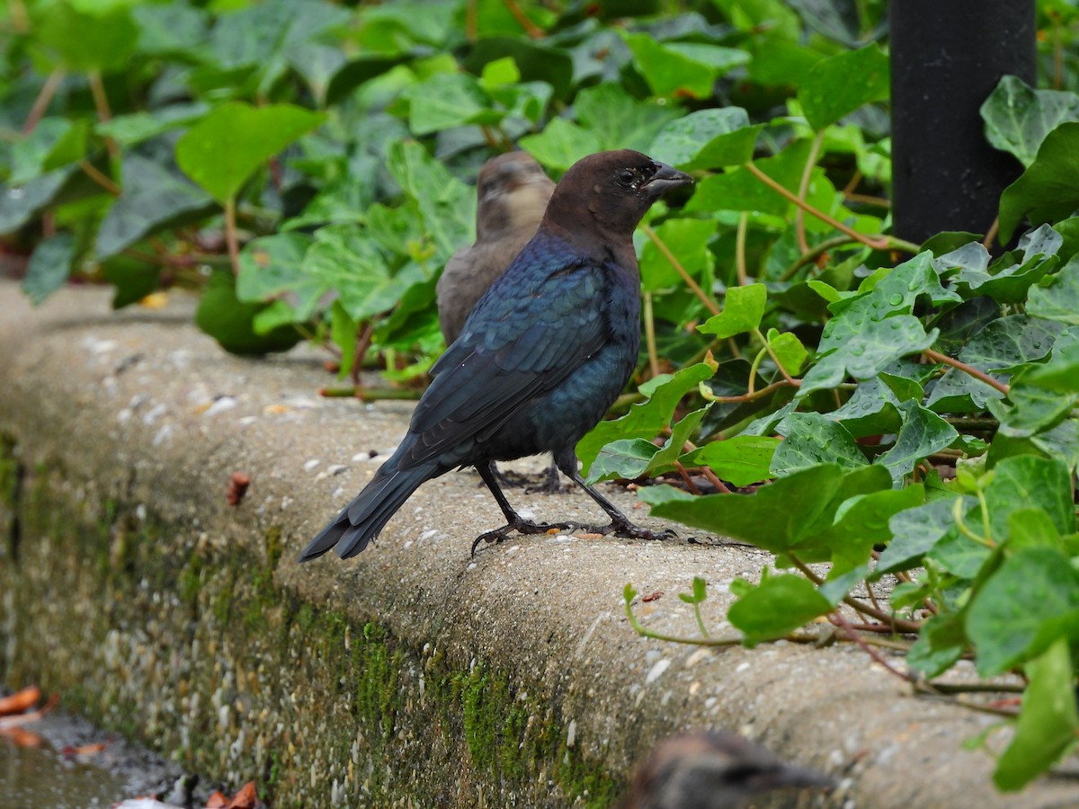 Brown-headed Cowbird - ML643454533