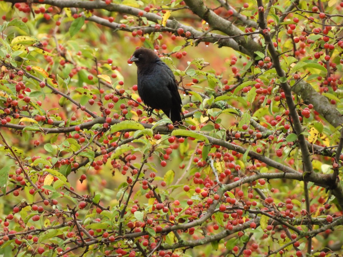 Brown-headed Cowbird - ML643454534