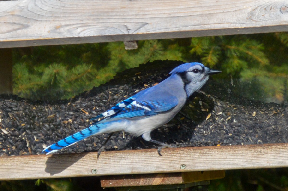 Blue Jay - ML643454540