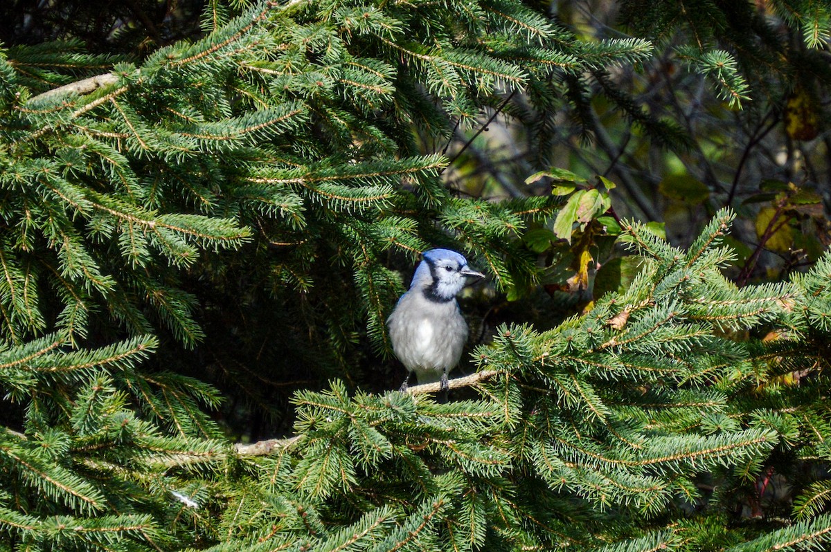 Blue Jay - ML643454541