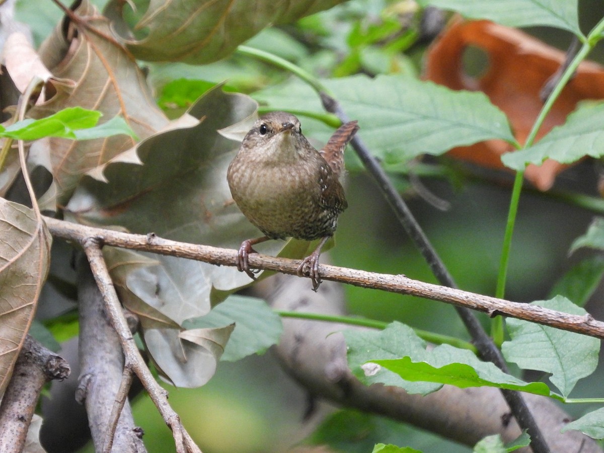 Winter Wren - ML643454547