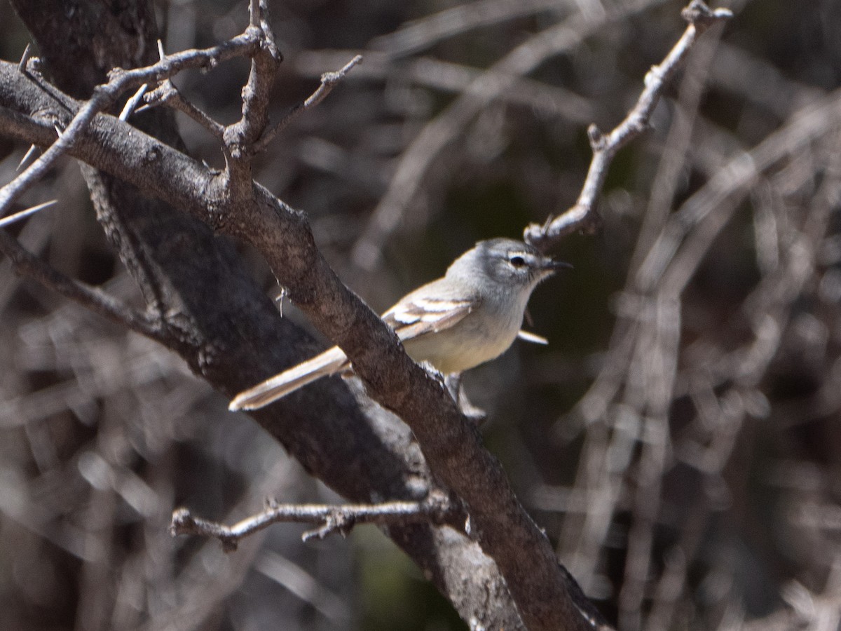 White-crested Tyrannulet - ML643454552