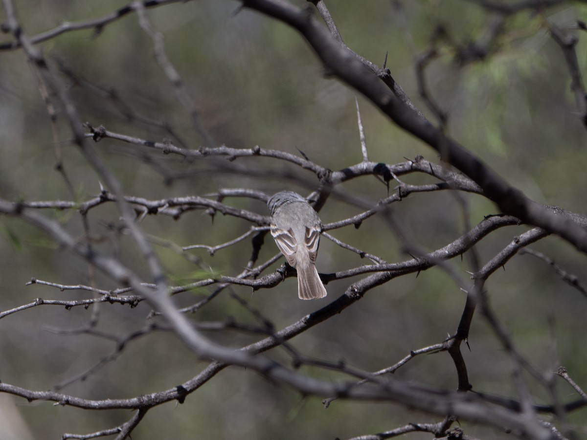 White-crested Tyrannulet - ML643454553