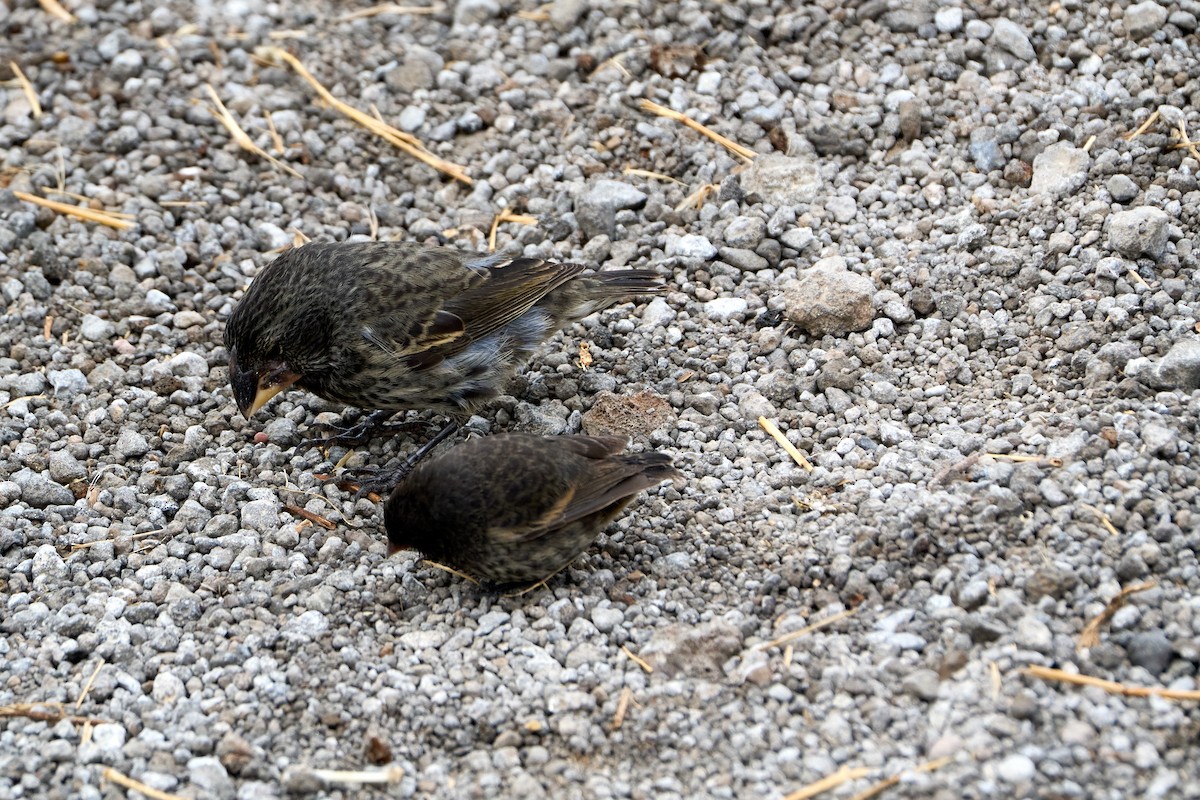 Large Ground-Finch - ML643454559