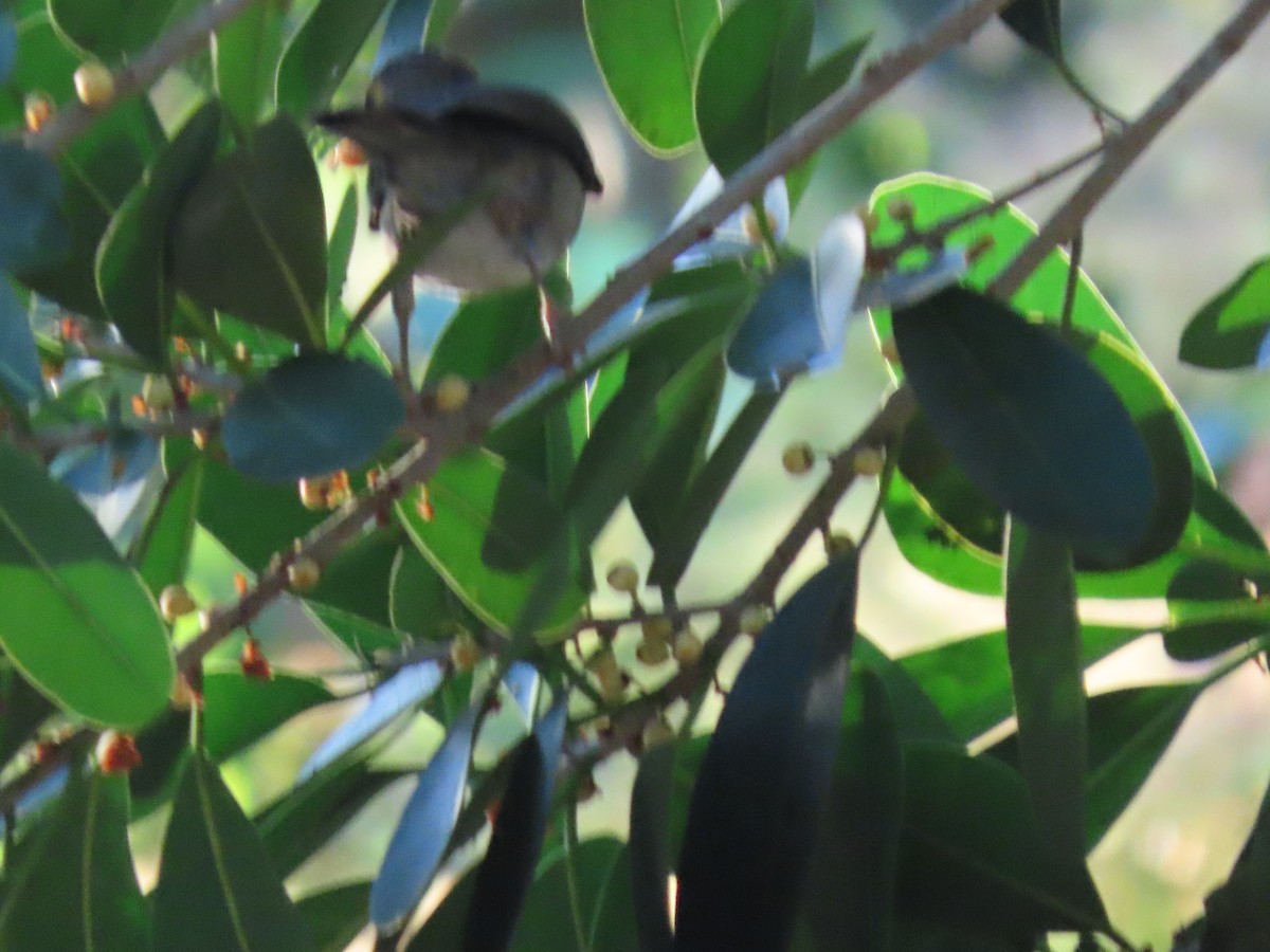 Spectacled Thrush - ML643454578