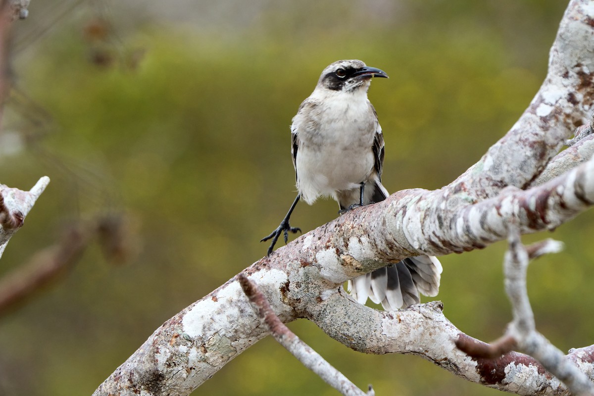 Galapagos Mockingbird - ML643454582