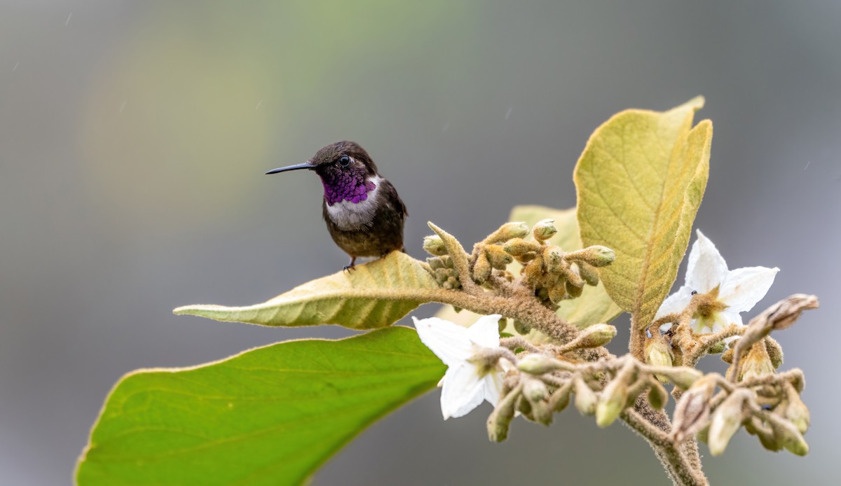 Purple-throated Woodstar - ML643454602
