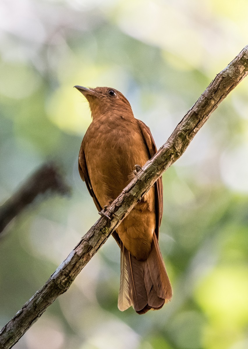 Rufous Piha - ML643454605