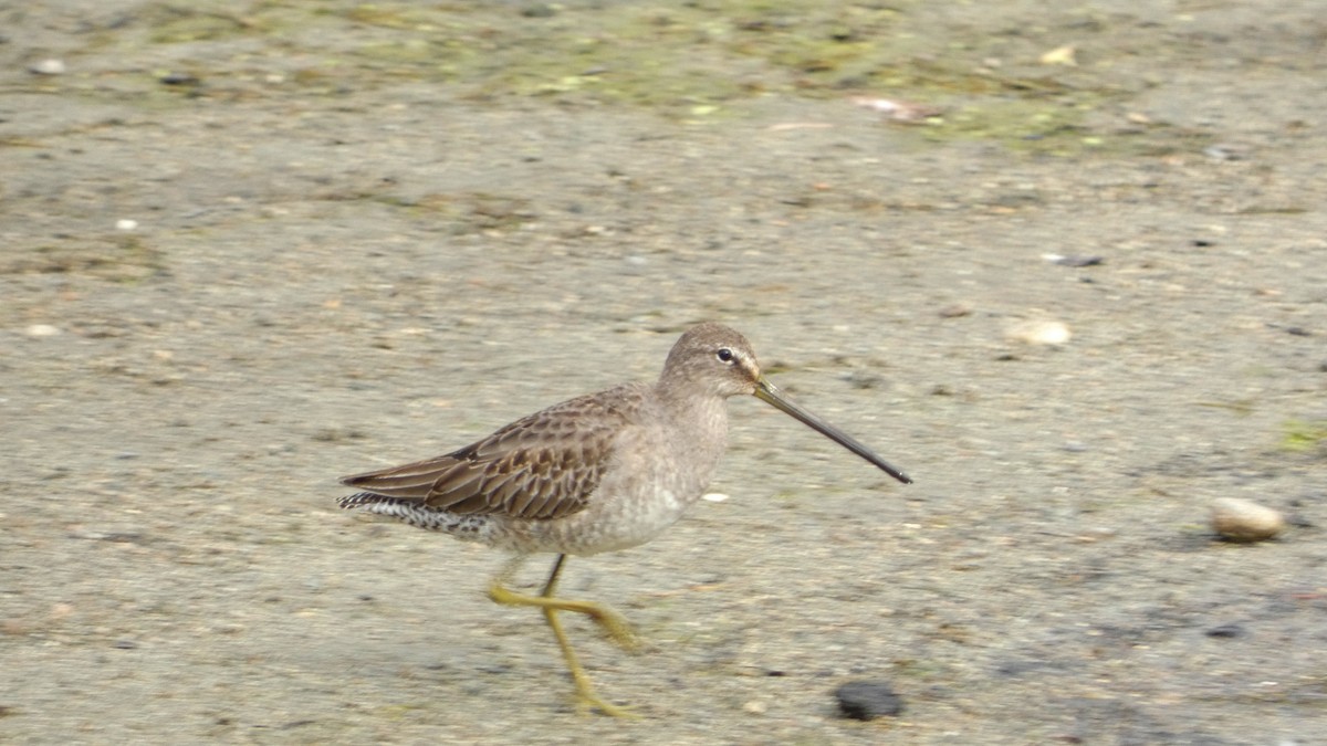 Long-billed Dowitcher - ML643454611