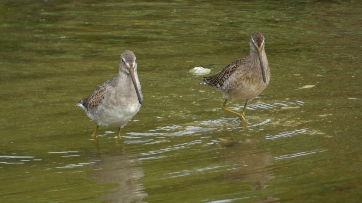 Long-billed Dowitcher - ML643454612