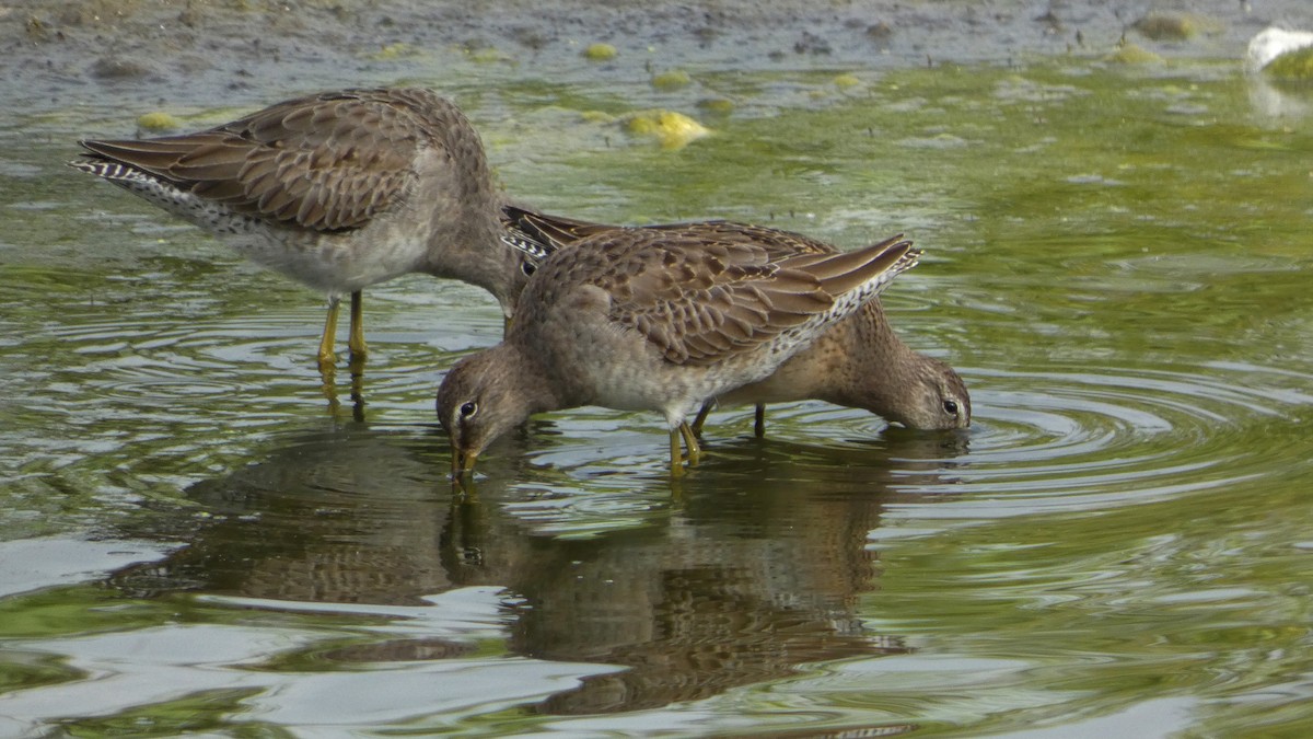Long-billed Dowitcher - ML643454613