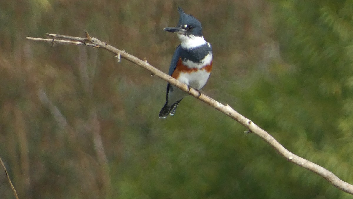 Belted Kingfisher - ML643454633