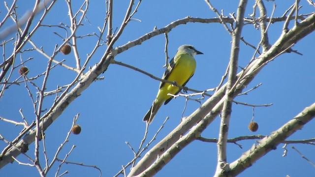 Couch's Kingbird - ML643454641