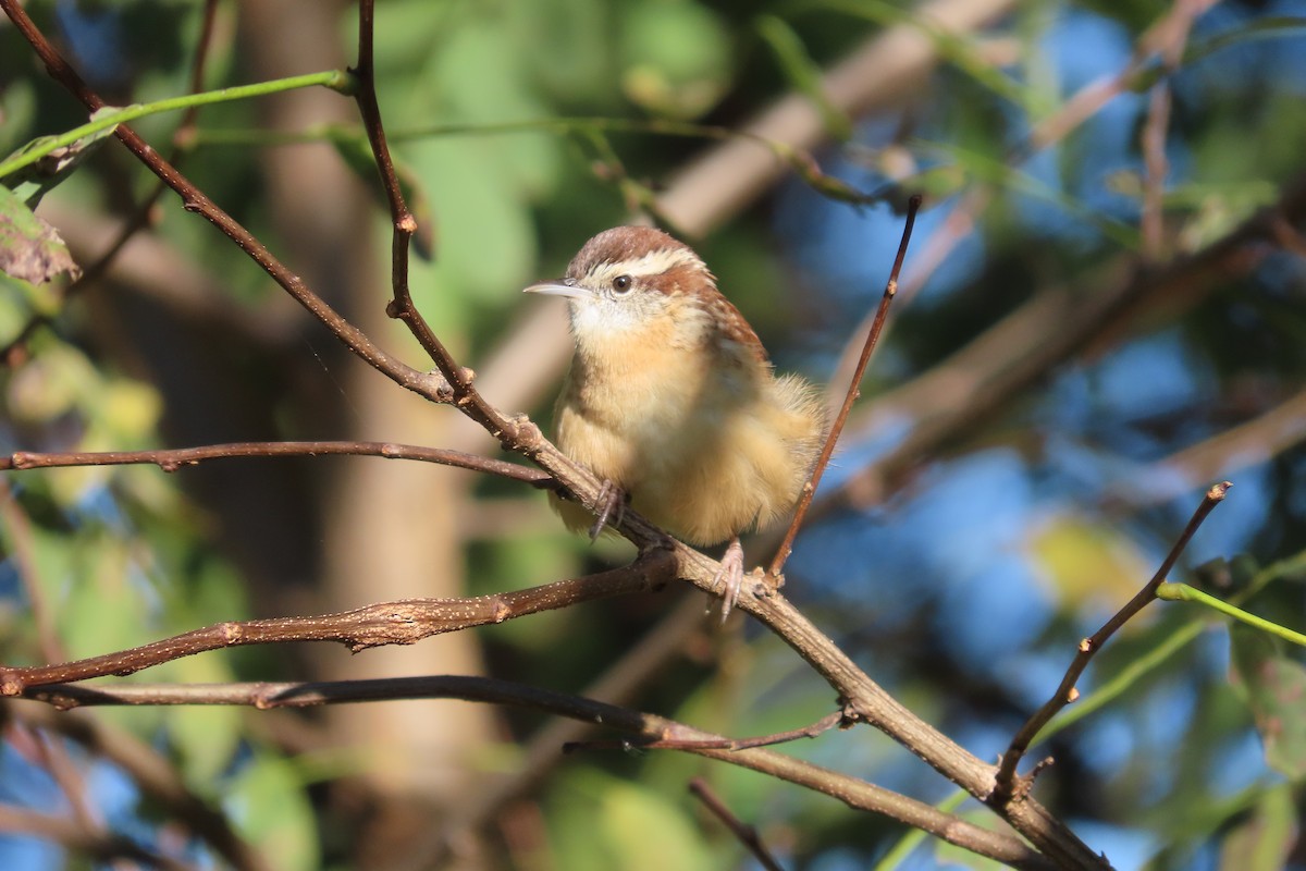 Carolina Wren - ML643454668