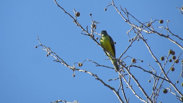Couch's Kingbird - ML643454684