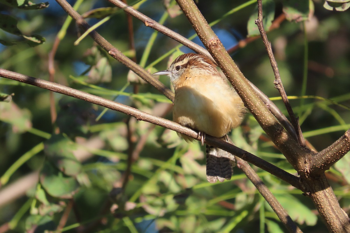 Carolina Wren - ML643454686