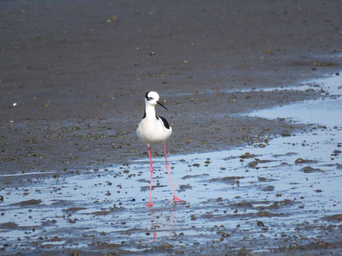 Black-necked Stilt - ML643454693
