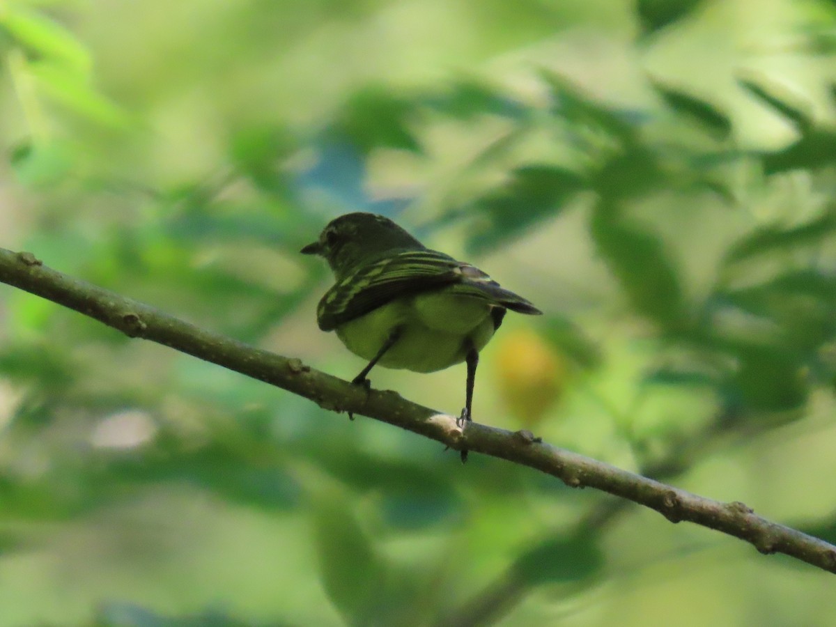 Forest Elaenia - ML643454695