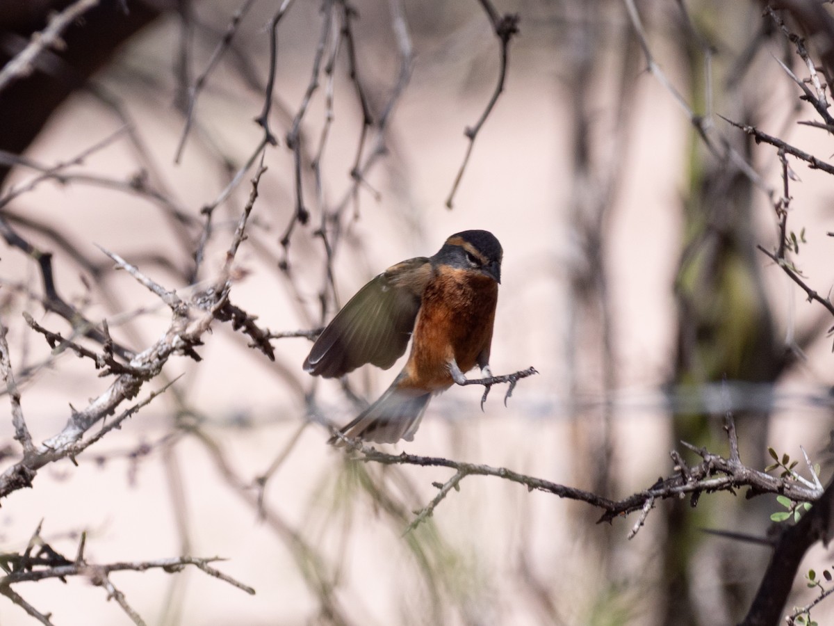 Cinnamon Warbling Finch - ML643454709