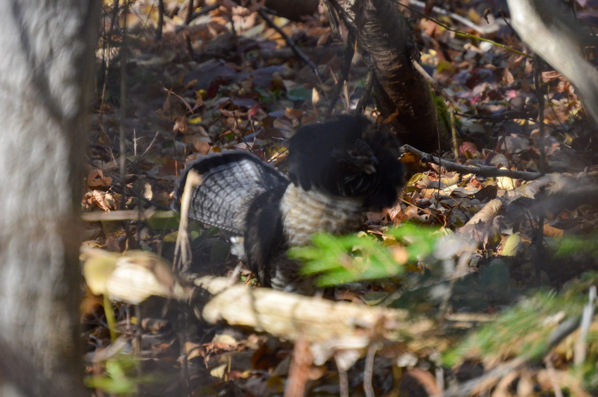 Ruffed Grouse - ML643454712