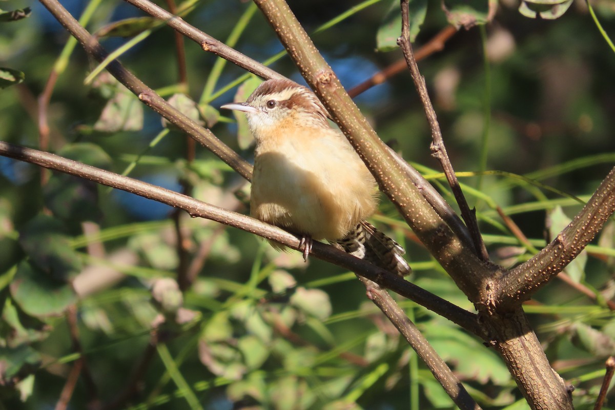 Carolina Wren - ML643454713