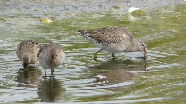 Long-billed Dowitcher - ML643454724