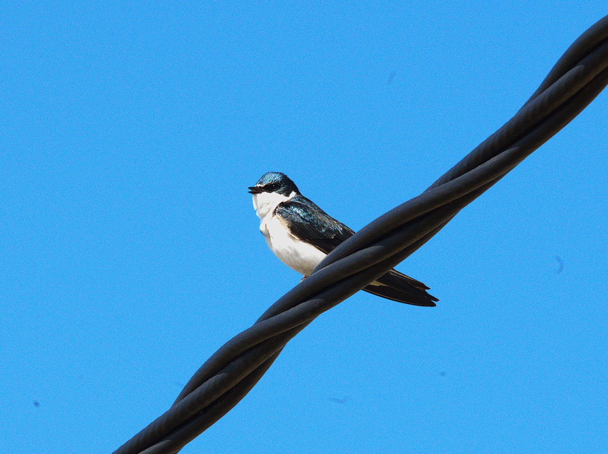 White-rumped Swallow - ML643454727