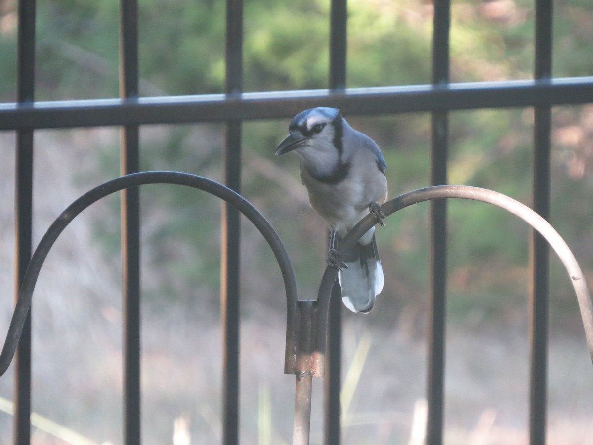 Blue Jay - ML643454735
